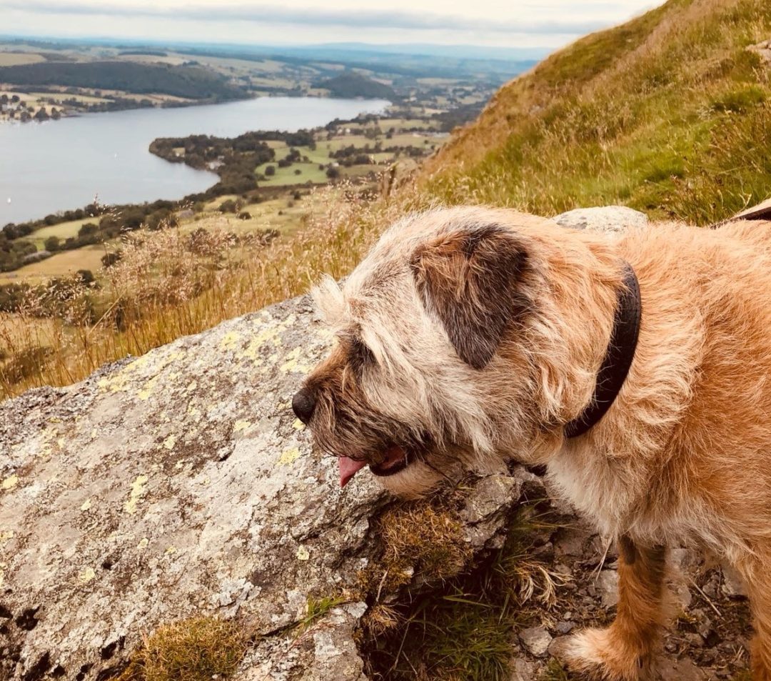 places to visit in lake district with dogs