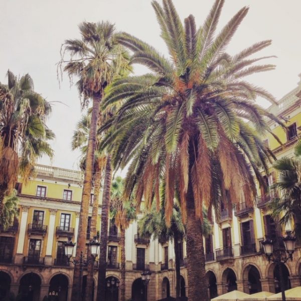 palm trees in Placa Reial Barcelona