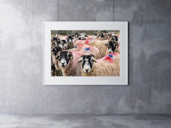 swaledales and herdy print