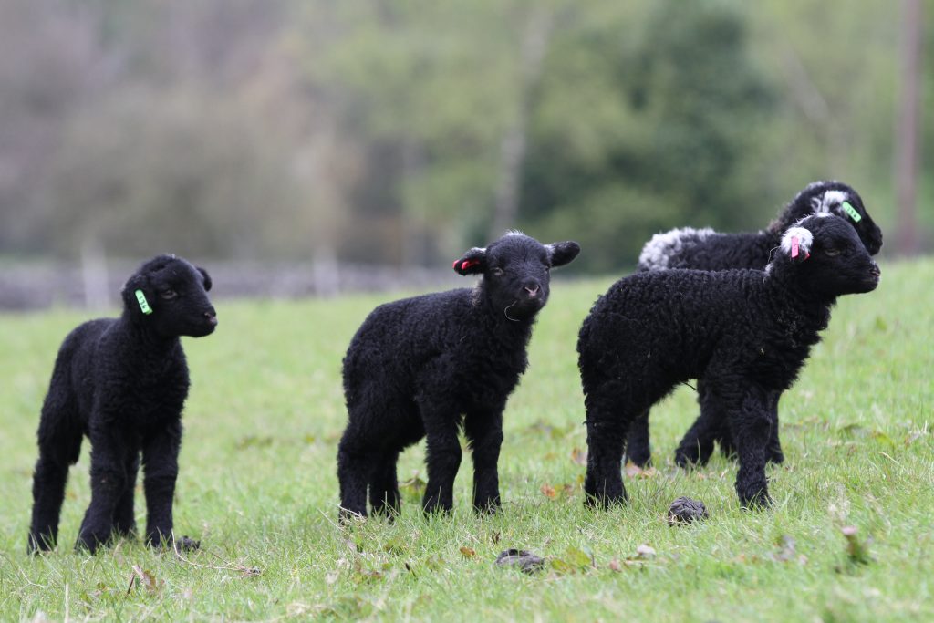 herdwick lambs