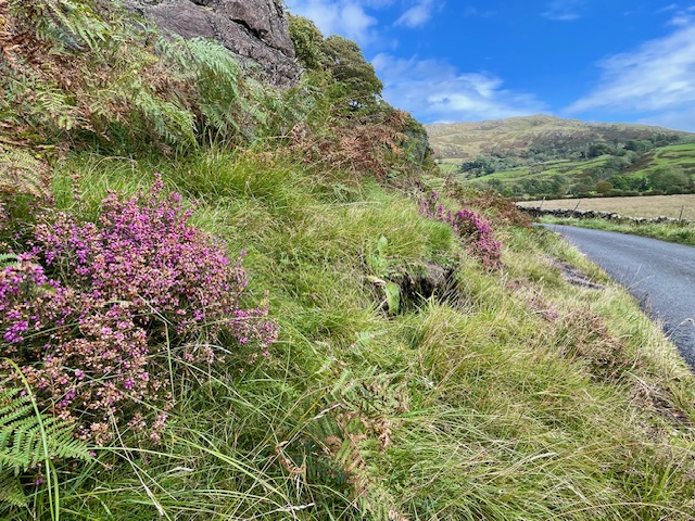 heather on the roadside