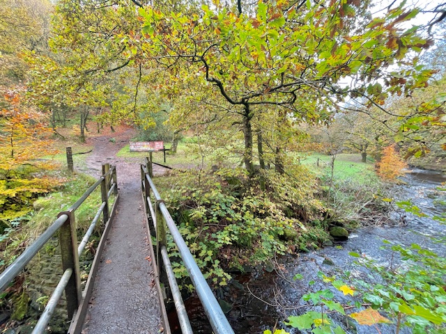 bridge to forest wood