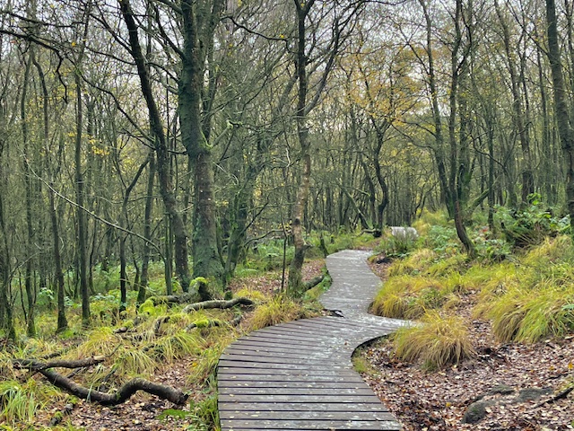 forest wood peak district walk