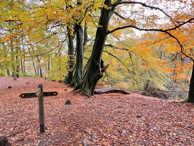 forest wood peak district