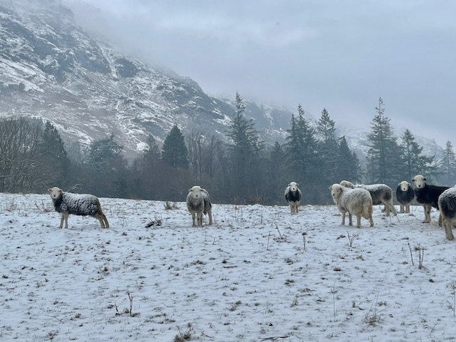 herdwick sheep coniston