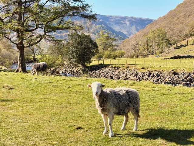 stonethwaite farm herdwick sheep