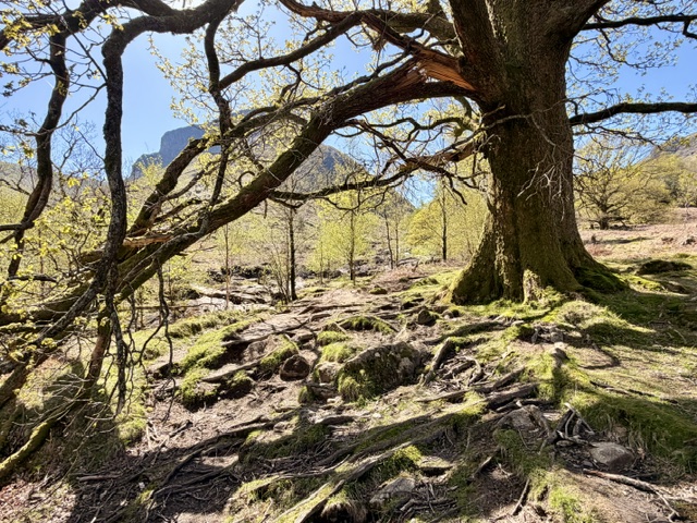 eagle crag behind a tree