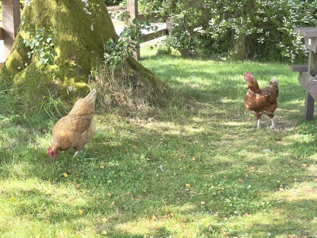 royal hotel garden and chickens