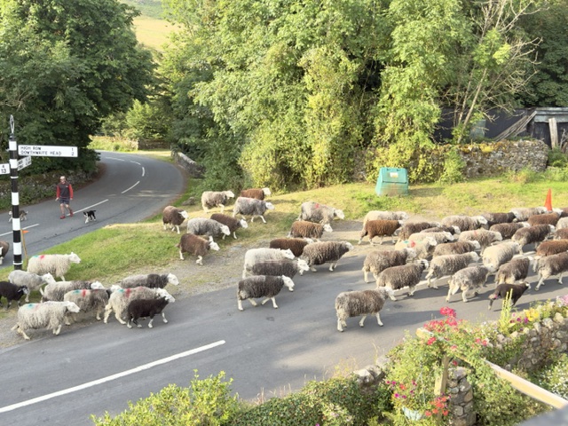 sheep herding at dockray