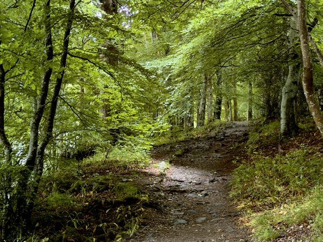 windermere woodland trail