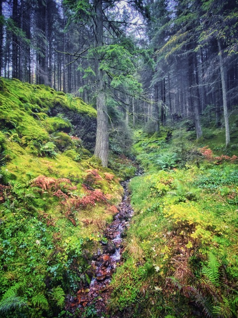 whinlatter forest in autumn