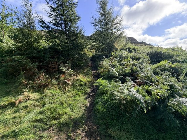 path up to lingmoor fell