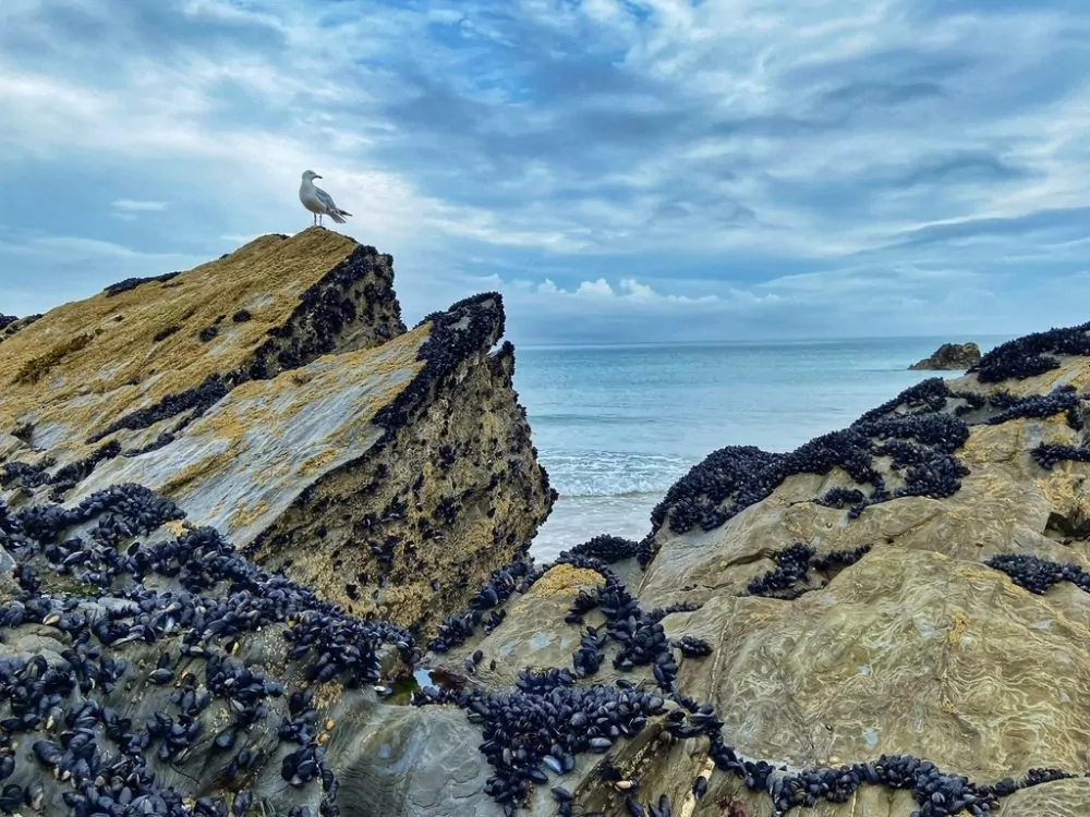 gull on beach rocks