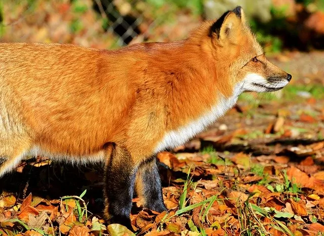 Red fox lake district animals