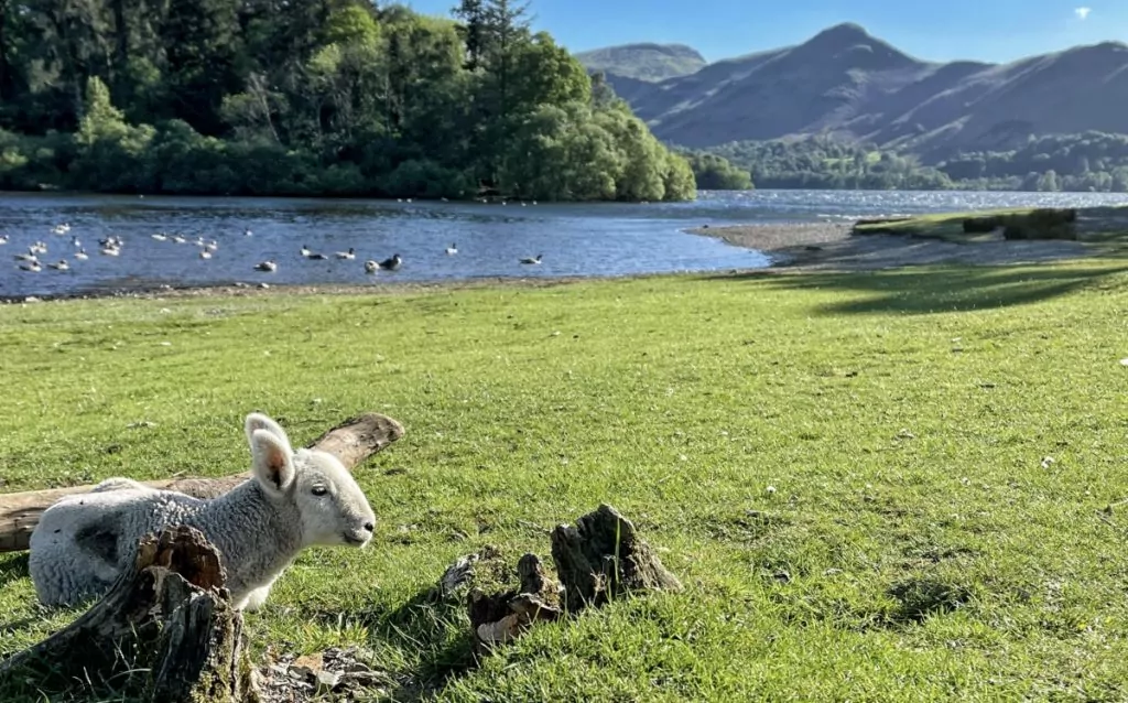 spring walks in the lake district